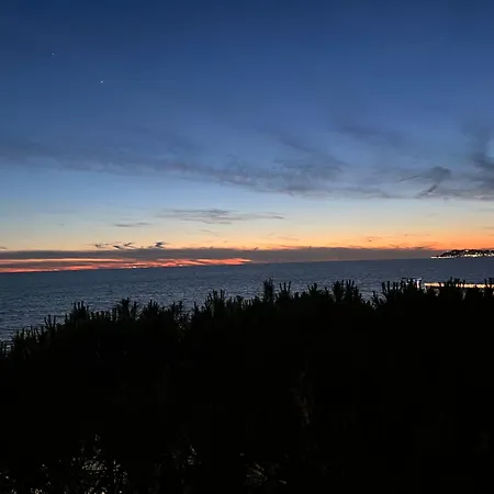 Sunset Pine